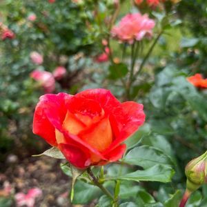 Meet your Posher, Cynthia